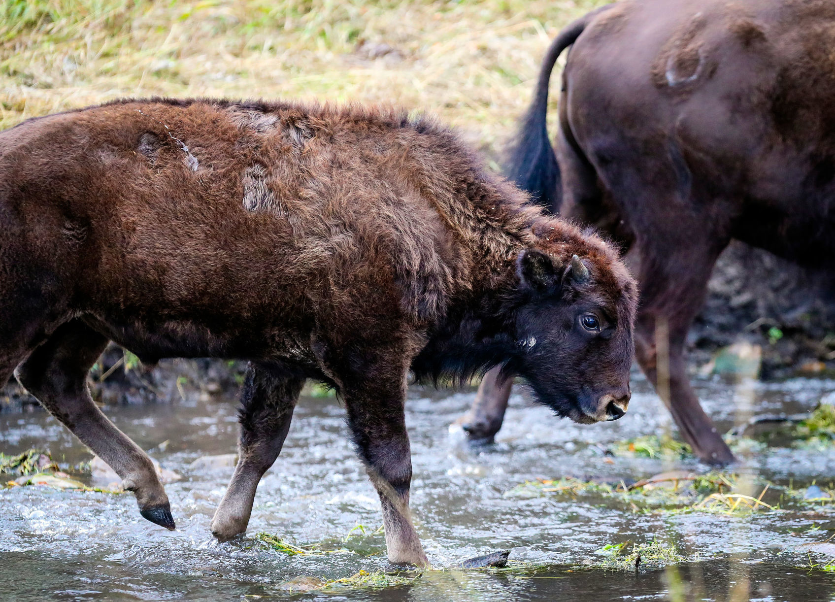 Custer State Park Prepares For Roundup